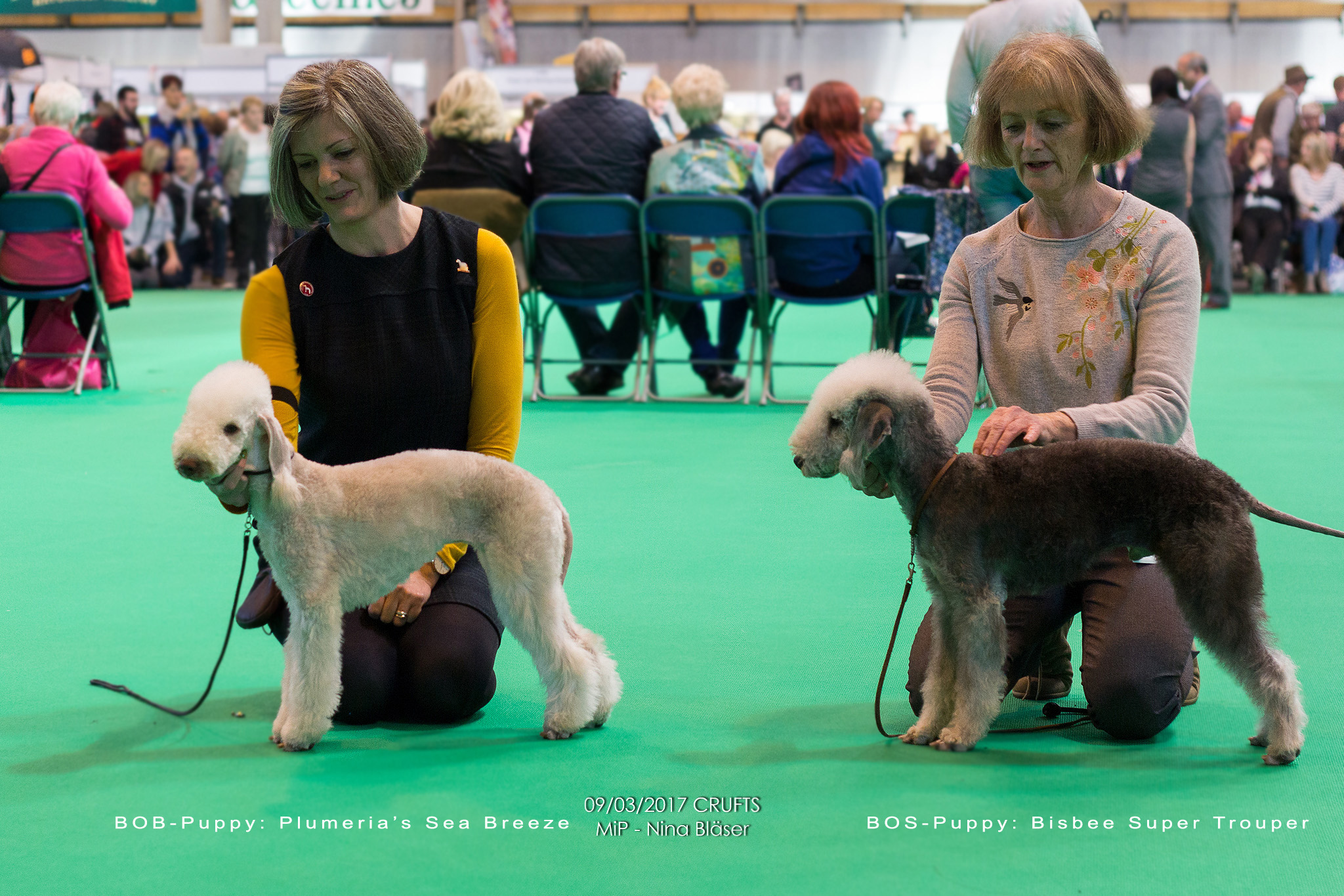 crufts Best of Breed 2017